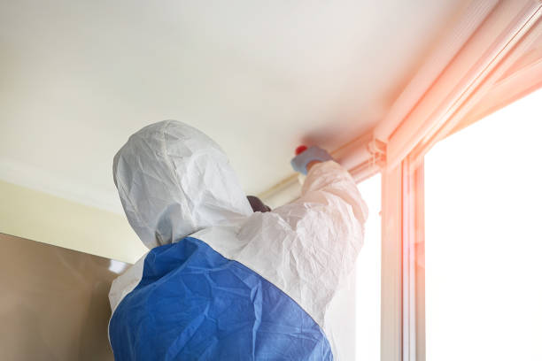 Best Black Mold Removal in Albany, OR