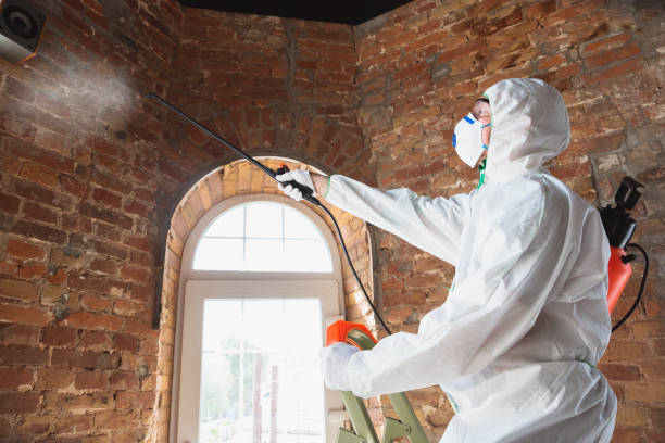 Trusted Albany, OR Mold Removal Experts